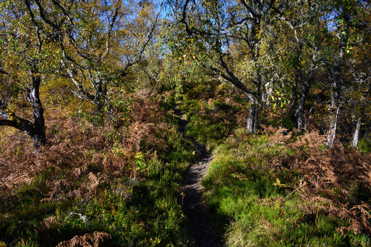 Dirt trail through native forest in Glen Affric National Nature Reserve, birch trees in golden fall color and orange bracken ferns, Scottish Highlands, Scotland, UK
