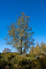 Fototapeta premium Birch tree in golden fall color with Witch's-hair Lichen draping from the branches, Glen Affric National Nature Reserve, moon in background, Scottish Highlands, Scotland, UK 