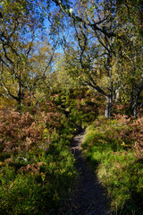 Dirt trail through native forest in Glen Affric National Nature Reserve, birch trees in golden fall color and orange bracken ferns, Scottish Highlands, Scotland, UK
