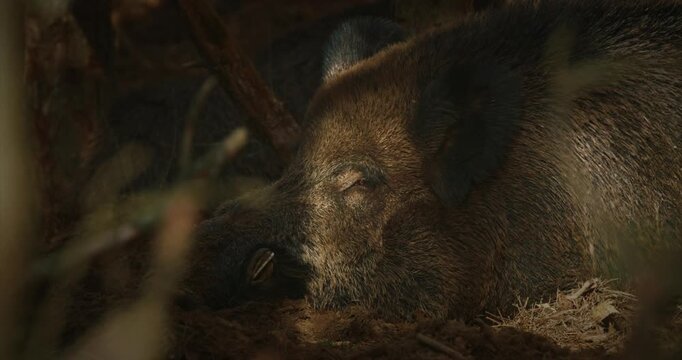 Wild Boar Sus Scrofa, Also Known As The Wild Swine, Eurasian Wild Pig lying In Autumn Forest. Wild Boar Is A Native To Much Of Eurasia. Boar resting in autumn forest