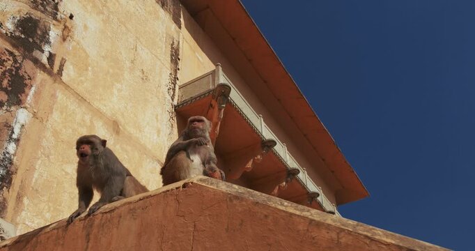 Two Monkeys is siting on wall and eating coconut. Bonnet Macaque - Macaca Radiata Or Zati on street. Slow motion
