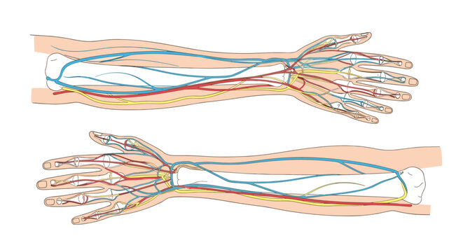 Anatomical illustrations of the human arm and hand showing the skeletal structure with the arterial and venous circulatory systems.