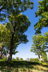 Obraz premium The blue sky in the green park