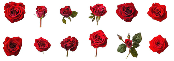A stunning collection of red roses displayed on a clean white background. various stages of bloom. perfect for floral arrangements or romantic occasions