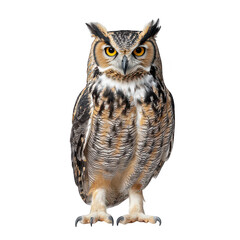 Obraz premium A majestic owl stands prominently against a plain white backdrop. its striking yellow eyes and intricate feather patterns. ideal for wildlife photography or educational materials