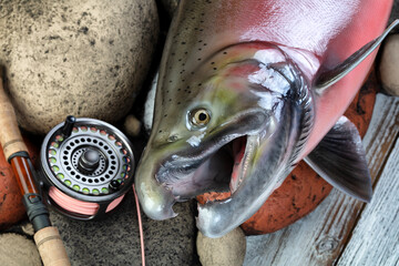 Close up vie of a trophy mature spawn coho salmon on natural river rock stone background plus fly fishing equipment like reel and rod