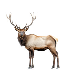 Fototapeta premium A majestic elk stands proudly in a serene natural setting. its impressive antlers and strong physique. with soft lighting highlighting its features. ideal for wildlife photography