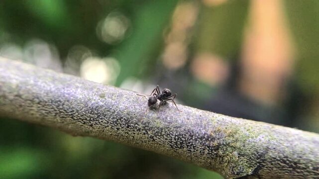 Macro shot of ants exploring fresh green buds, highlighting natural detail, vibrant colors, and dynamic insect activity.