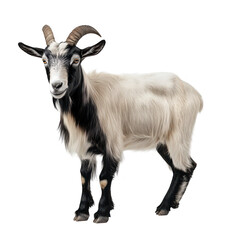 Fototapeta premium A majestic goat stands confidently against a clean white background. its striking black and white fur. with its curved horns adding to its charm. perfect for animal-themed projects