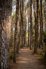 Obraz premium Forest Path Through Tall Pine Trees with Natural Light