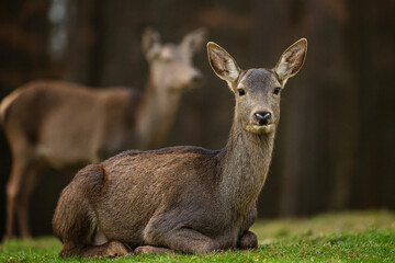 Serene Deer Duo: Two elegant deer rest peacefully in a tranquil meadow. Their coats blend with the surrounding foliage, creating a harmonious and serene tableau of nature.