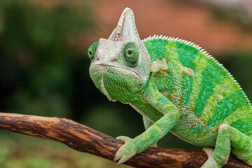 Chameleon on a Branch: A vibrant green chameleon, with its unique textured skin, perches on a branch, its eyes independently surveying the surroundings in a moment of tranquil observation. 
