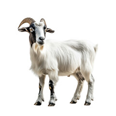 Obraz premium A charming white goat with distinctive black markings stands confidently against a plain background. its unique features and engaging expression. ideal for agricultural or nature-themed projects