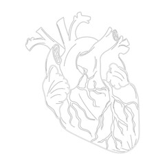 Anatomical Human Heart Outline, Hatched and Colorful Illustration