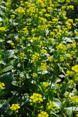 Choy Sum or Flowering Pak Choi