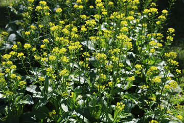 Choy Sum or Flowering Pak Choi
