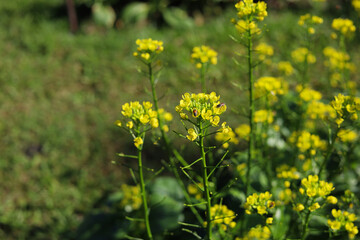 Choy Sum or Flowering Pak Choi