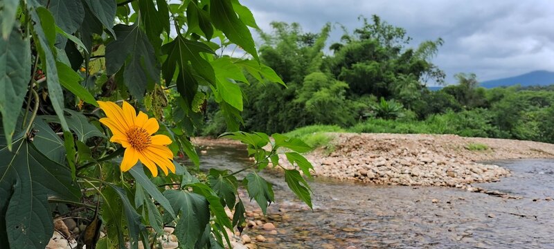 Tithonia diversifolia, also known as Mexican sunflower or Mexican daisy