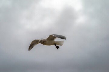 Birds in Tillamook,  Kilchis Point Reserve in Bay City, Oregon