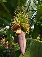 banana heart and fruit shoots
