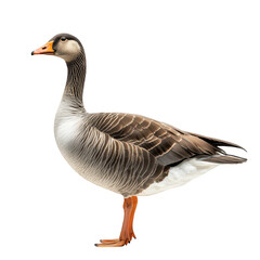 Obraz premium A close-up side view of a graceful goose standing on a plain white background. its detailed feather patterns and beak. ideal for nature and wildlife photography