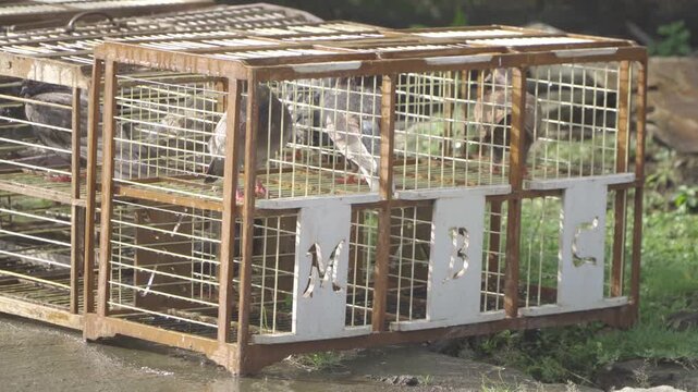 Pigeons Trapped in Cages: Captivity, Confinement, and Urban Wildlife