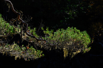 Closeup of Scottish Pine Tree branch backlit by the sun in Scots Pine Forest in Glen Affric National Nature Reserve, Witch's-hair Lichen hanging down, Scotland, UK
