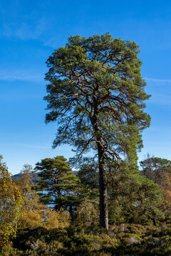 Scottish Pine Trees in Scots Pine Forest in Glen Affric National Nature Reserve, birch trees in golden fall color and sunny blue sky in background, Scottish Highlands, Scotland, UK
