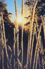 A calm, frozen winter scene. Amazing foggy nature background. Frozen grass at sunrise close up. Winter snowy wonderland. Idyllic nature, fairy tale, holiday spirits.  Merry Christmas!