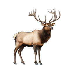 Fototapeta premium A majestic elk stands proudly in a serene natural setting. its impressive antlers and muscular build. with a soft-focus background of trees and grass. ideal for wildlife and nature themes