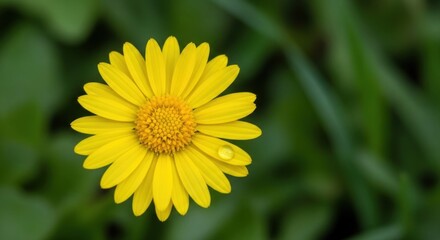 Obraz premium A vibrant yellow daisy with a green leaf in the background.