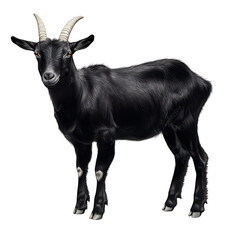 Fototapeta premium A majestic black goat stands confidently on a plain background. its glossy fur and distinct horns. embodying the essence of rural life and natural beauty