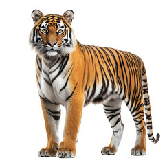 Fototapeta premium A majestic tiger stands confidently against a white background. its orange fur and striking black stripes. symbolizing strength and beauty in wildlife photography
