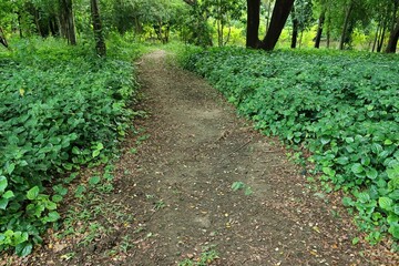 Footpath forest trail landscape view 