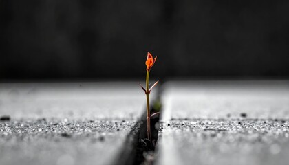 Close-up of a small plant growing out of a crack in asphalt with strong shadow.