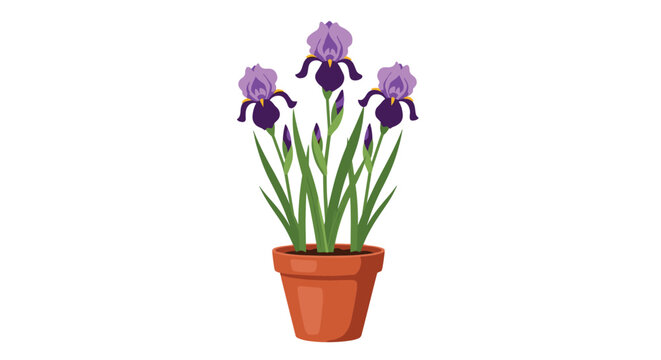 Beautiful purple iris flowers with green stems and leaves growing in a classic brown terracotta pot, isolated on a white background.