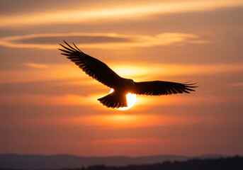 Naklejka premium Bird Silhouette Against Sunset – Dramatic Sky Flight Closeup 