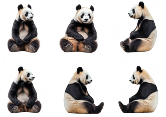 A collection of six adorable panda bears in various sitting poses. their playful nature and distinct black and white fur patterns. set against a clean. white background