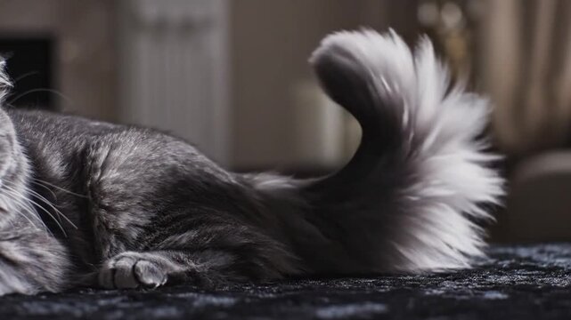Fluffy gray cats tail curls dramatically upward