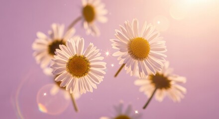 Obraz premium White daisies against a soft, pink background with a sun flare.