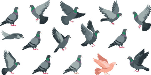 Pigeon bird illustration set, flying and standing poses collection, urban wildlife animals, flat vector style design