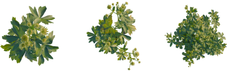 Astrantia major tree plan, top view, cutout, transparent background, isolate, Close-up of vibrant green foliage, lush leaves, intricate leaf patterns, nature's beauty, detailed textures
