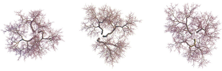 Cercis siliquastrum tree plan, top view, cutout, transparent background, isolate, Dramatic winter landscape, snow covered forest, bare trees, serene winter scene, frosty woodland
