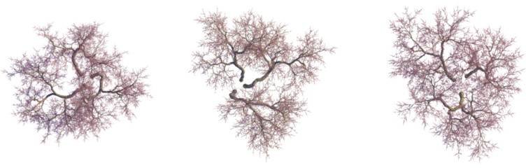 Cercis siliquastrum tree plan, top view, cutout, transparent background, isolate, Dramatic winter landscape, snow covered forest, bare trees, serene winter scene, frosty woodland