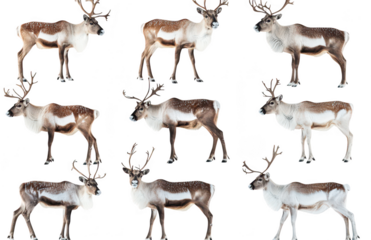 A collection of eight reindeer various poses and angles against a clean white background. ideal for nature-themed projects or educational materials