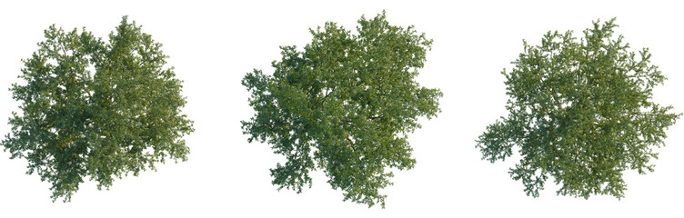 Gleditsia triacanthos tree plan, top view, cutout, transparent background, isolate, A beautiful expansive landscape of lush green trees and a clear blue sky