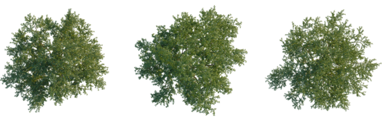 Gleditsia triacanthos tree plan, top view, cutout, transparent background, isolate, A beautiful expansive landscape of lush green trees and a clear blue sky