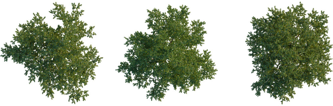 Platanus occidentalis tree plan, top view, cutout, transparent background, isolate, Lush green meadow landscape, rolling hills, vibrant summer pasture, expansive scenic vista, tranquil rural scene