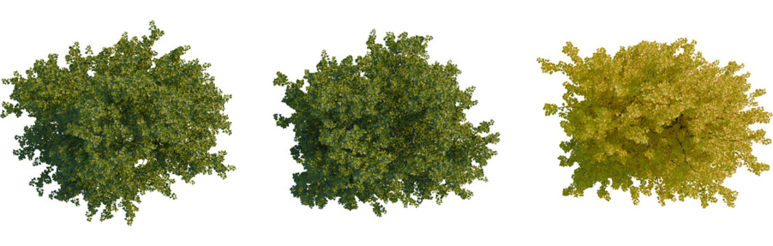 Populus nigra tree plan, top view, cutout, transparent background, isolate, A Golden Retriever puppy playing in a field of tall green grass, adorable, joyful, summer