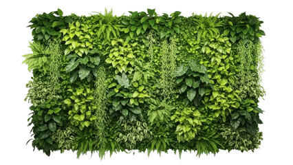 Green plant wall with lush foliage isolated on transparent background